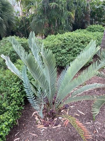 Encephalartos nubimontanus