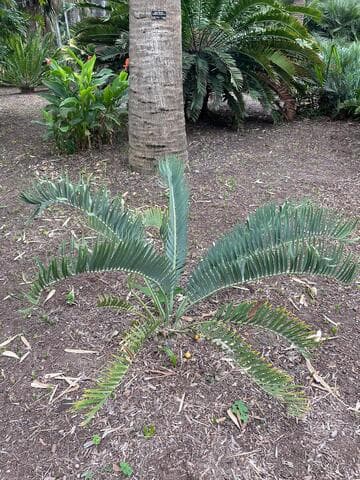 Encephalartos nubimontanus