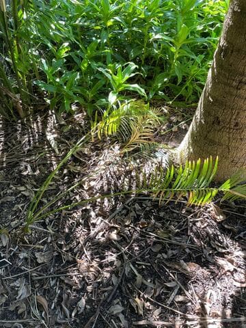 Cycas taitungensis