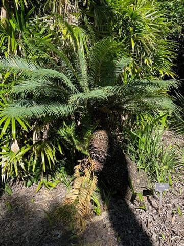 Cycas taitungensis