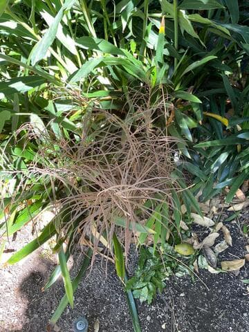 Ceratozamia norstogii