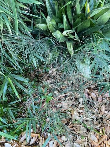 Ceratozamia norstogii