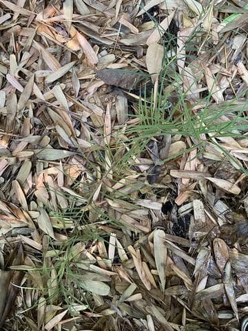 Ceratozamia zaragozae