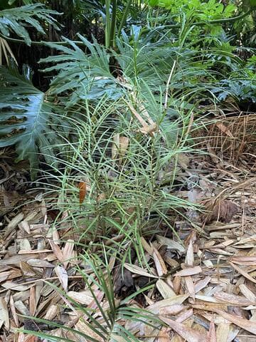 Ceratozamia zaragozae