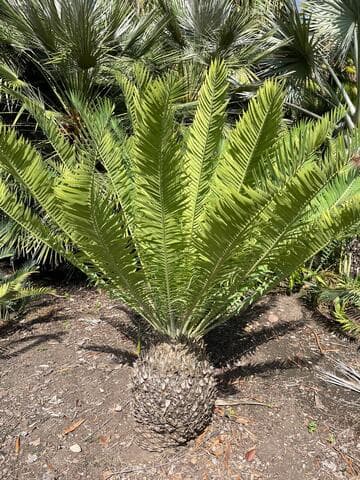Encephalartos munchii