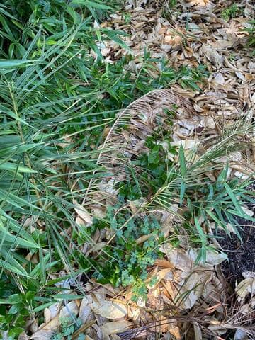 Ceratozamia norstogii