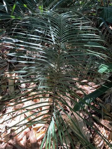 Ceratozamia mirandae