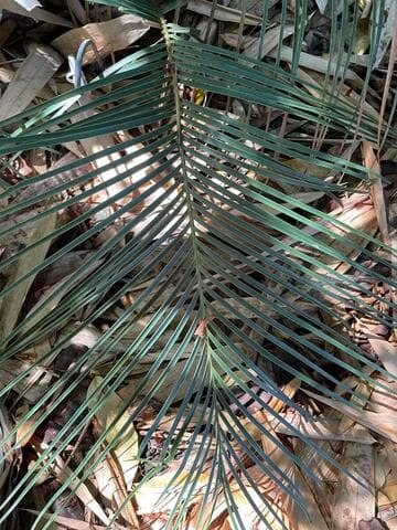 Ceratozamia mirandae