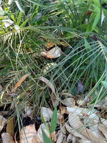 Ceratozamia norstogii