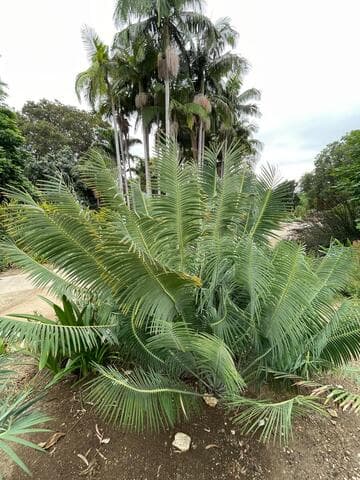Encephalartos inopinus