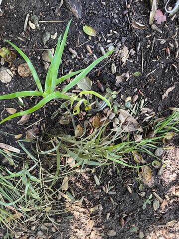 Ceratozamia zaragozae