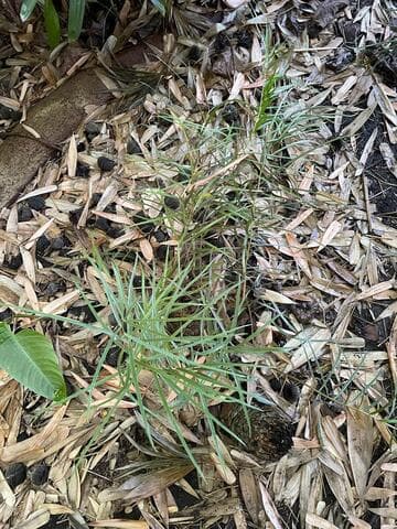 Ceratozamia zaragozae