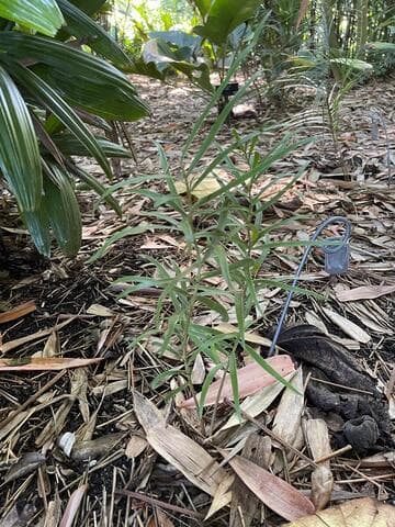 Ceratozamia zaragozae