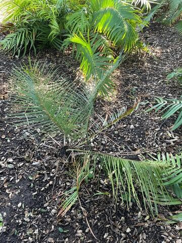 Ceratozamia mirandae