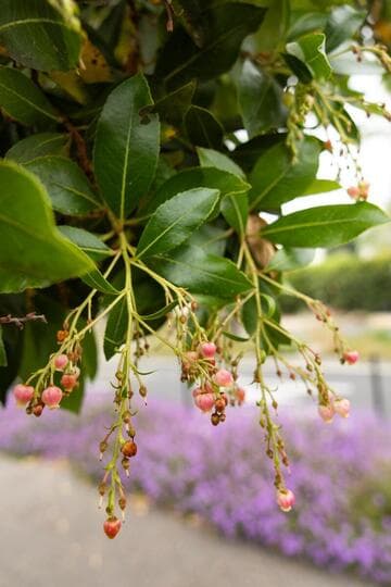 Arbutus x andrachnoides 'Marina'