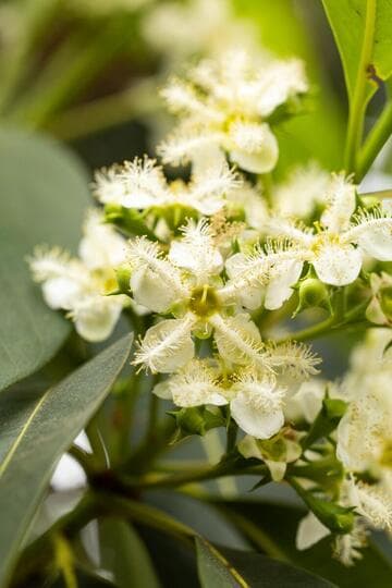Lophostemon confertus