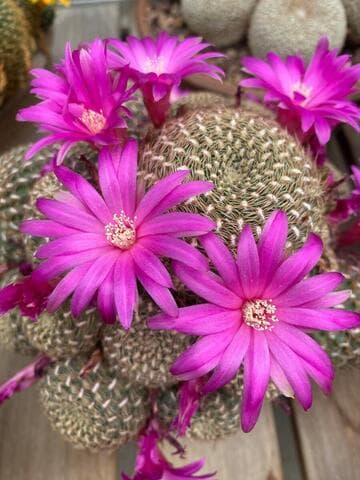 Sulcorebutia santiaginiensis