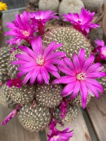 Sulcorebutia santiaginiensis