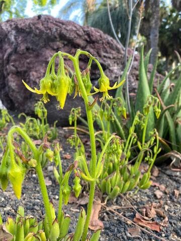 Cotyledon campanulata