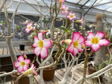 Adenium obesum