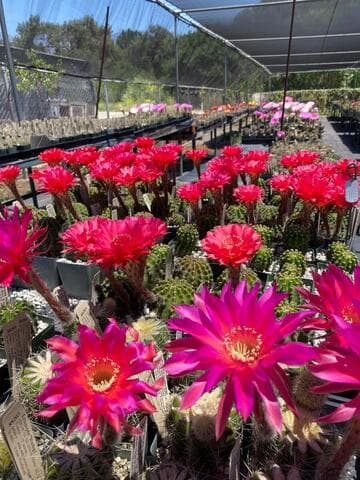Echinopsis 'Wild Red Berry'