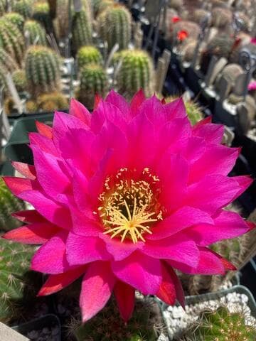 Echinopsis hybrid