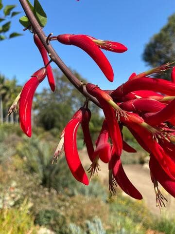 Erythrina x bidwillii
