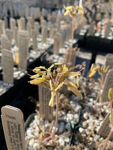 Pelargonium rapaceum