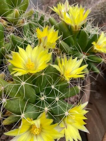 Mammillaria longimamma