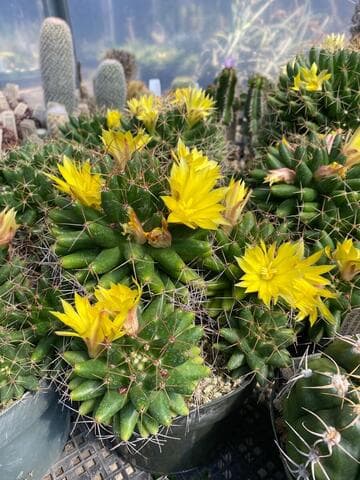 Mammillaria longimamma