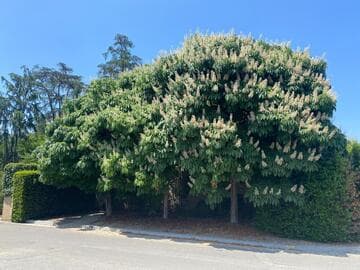 Aesculus assamica