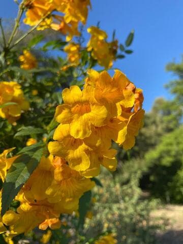 Tecoma [Sun Trumpets® Yellow] = 'Sunhorteki'