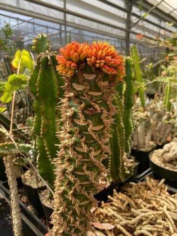 Euphorbia neohumbertii x E. viguieri