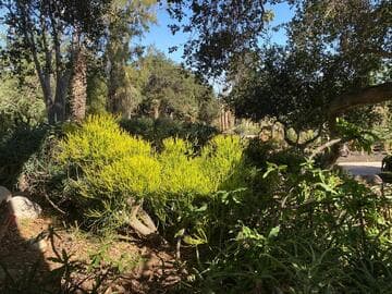 Euphorbia tirucalli 'Sticks on Fire'