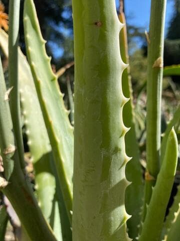 Aloe 'Lode's Yellow'