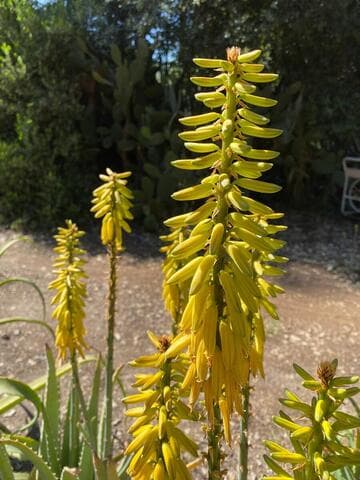 Aloe 'Lode's Yellow'
