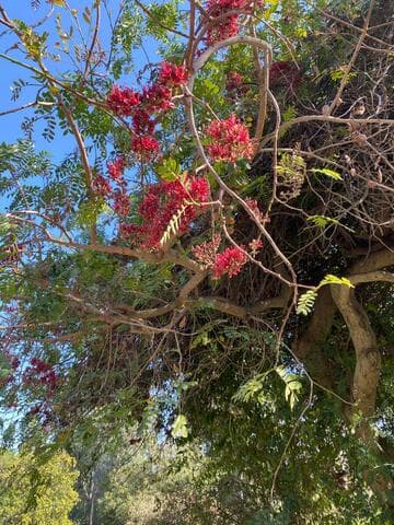 Schotia brachypetala