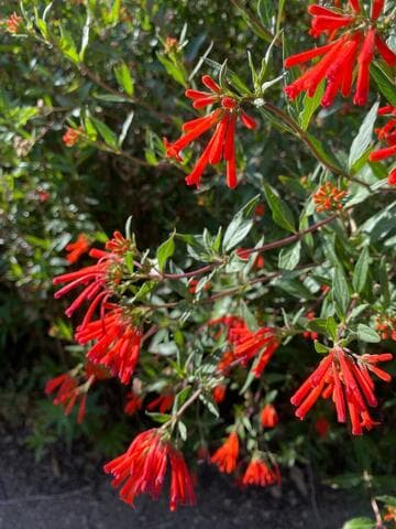 Bouvardia ternifolia