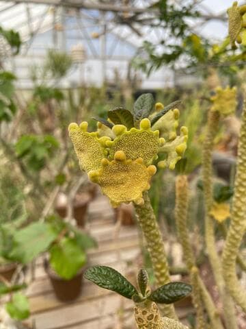 Dorstenia gigas
