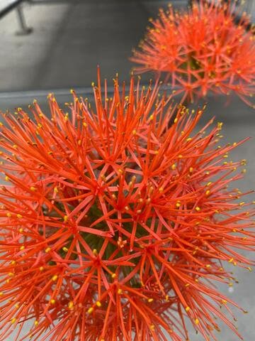 Scadoxus multiflorus ssp. multiflorus
