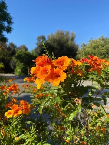 Tecoma 'Solar Flare'