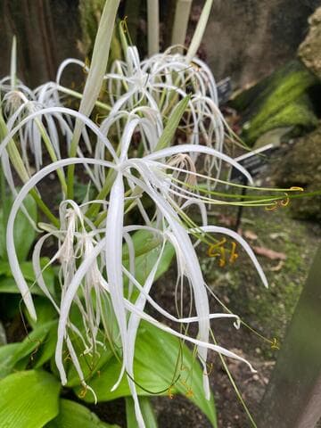 Hymenocallis tubiflora