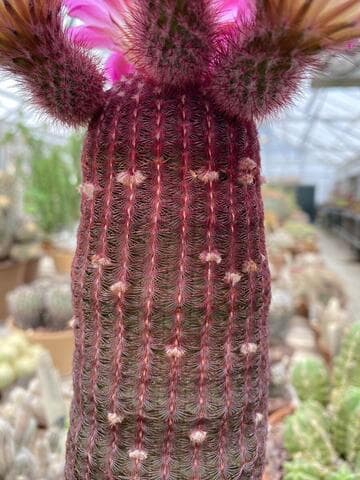 Echinocereus rigidissimus ssp. rubispinus