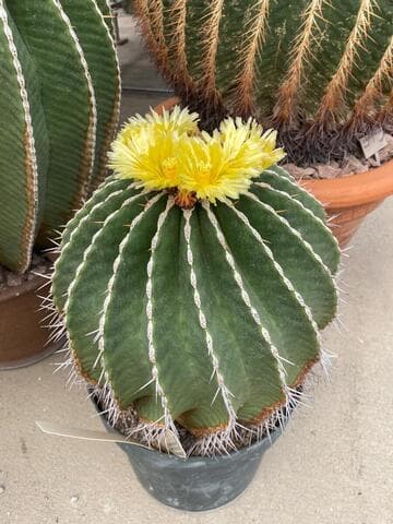 Ferocactus schwarzii