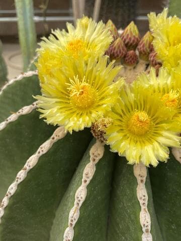 Ferocactus schwarzii