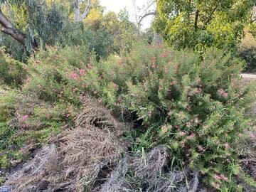 Grevillea rosmarinifolia 'Scarlet Sprite'