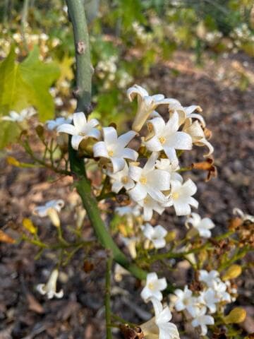 Brachychiton australis