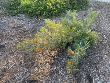 Grevillea 'King's Sunrise'