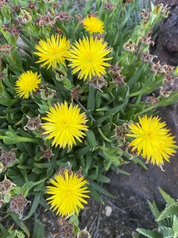 Bergeranthus scapiger