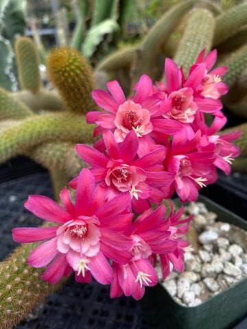 Borzicactus icosagonus x Cleistocactus winteri